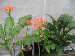 Image result for Scadoxus