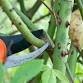 Rose Pruning event image