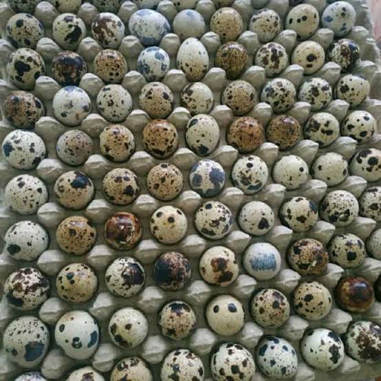Telur