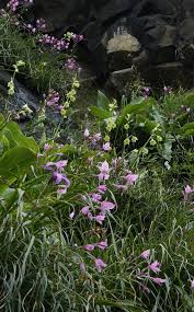 Image result for Cyrtanthus welwitschii