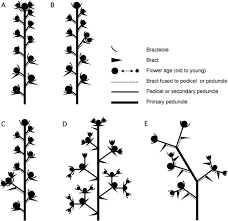 Image result for Thesium goetzeanum