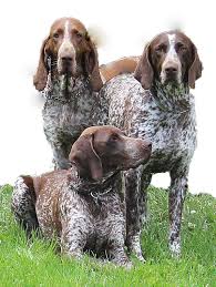 Image result for italský krátkosrstý ohař