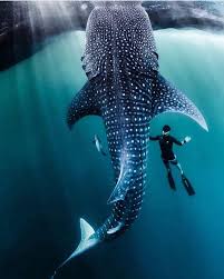 Whale Shark Crystal Dive Award Winning 5 Star Scuba Diving On Tropical Koh Tao In Thailand Https Www Beautiful Sea Creatures Whale Shark Ocean Creatures