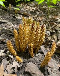 Image result for Orobanchaceae