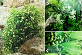 Image result for Coptosperma