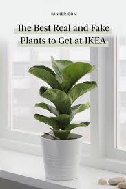 Bad Plant Parents Ikea S Plant Selection Will Turn You Around Hunker Ikea Plants Fake Plants Decor Ikea Fake Plants