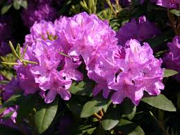 Ab wann kann man rhododendron pflanzen? Rhododendron Catawbiense Grandiflorum Rhododendron Hybride Catawbiense Grandiflorum Baumschule Horstmann