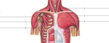 The pronator teres muscle forms the medial border of the cubital fossa in the anterior elbow. Anterior Forearm Superficial Muscle Human Anatomy Guws Medical