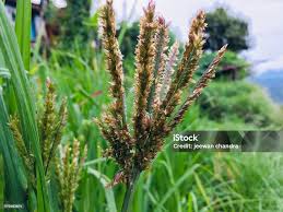 Image result for Eleusine coracana