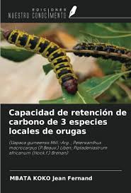 Image result for Uapaca guineensis