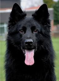 Deutscher Schaferhund German Shepherd Dog Long Haired Black My Cinder Girl Looked Like This Beauty In 2020 German Shepherd Dogs Shepherd Dog Dogs