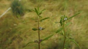 Image result for Bacopa floribunda
