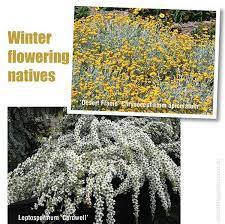 Almost all australian plants are evergreen which means they tend to keep growing all year round and this can lead to extended flowering periods that have the bonus of attracting wildlife to your garden. Winter Australian Natives About The Garden Magazine