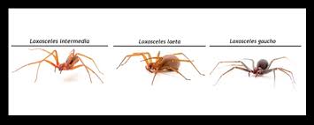 Buy the best and latest aranha marrom on banggood.com offer the quality aranha marrom on sale with worldwide free shipping. Pomada Contra Efeitos Da Picada Da Aranha Marrom E Testada Em Humanos Agencia Fapesp