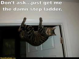 Image result for upside down cat pictures