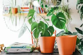 The genus is named from the latin word for monstrous or abnormal, and refers to the unusual leaves with natural holes that members of the genus have. Everything You Need To Know About Monsteras And Nodes The Healthy Houseplant