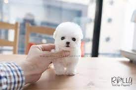 Thinkpup Shop Redbubble Mini Puppies Teacup Puppies Teacup Dog Breeds