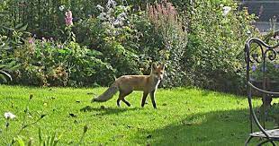 Einen fuchs können sie schnell und sicher aus dem. Der Fuchs Raubtier Mit Sozialer Ader Mein Schoner Garten