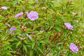 Image result for Dissotis