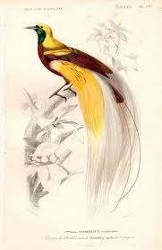 Papua New Guinea Bird Of Paradise Drawing 1849 Bird Of Paradise Antique Bird Print Histoire Naturelle French Natural History Orbigny Birds Of Paradise Bird Prints Greater Bird Of Paradise