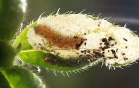 Image result for Mompha miscella