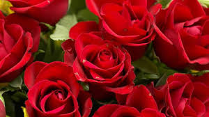 معلومات عن ورد الجوري تعرف على أفضل الورود فى العالم ورد الجوري