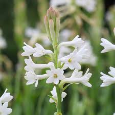 Image result for Polianthes tuberosa