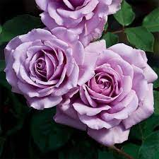 Send this bunch of flowers to your loved ones. Love Song Floribunda Rose Love Flowers Rose Trees Beautiful Roses