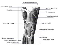 Pain in the legs can occur as a result of conditions that affect bones, joints, muscles, tendons, ligaments, blood vessels, nerves, or skin. Muscles In The Knee