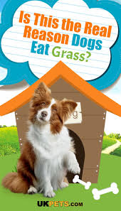 Is This The Real Reason Dogs Eat Grass Dogs Eating Grass Dog Eating Dog Care