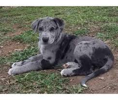 See full list on petguide.com Luv My Dogs