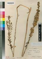 Image result for Drimia elata