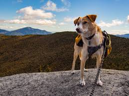 Bring your furry friend with you on the trip of a lifetime when you book a smoky mountain log cabin with aunt bug's. Cook Forest State Park Wag