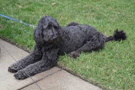 About our goldendoodle puppies for sale near minneapolis st. Can Goldendoodles Be Black Rare Black Goldendoodle 101 Oodle Dogs