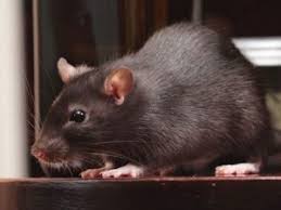 Compare & hire best pest control management companies in delhi, south delhi, west delhi,north delhi,central delhi,laxmi nagar,shahdra delhi and rohini delhi for bed bugs, mosquitoes, rodents, etc. Best Pest Control Services In Delhi Ncr Apest Management