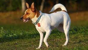 Rat Terrier Puppies For Sale Greenfield Puppies Rat Terrier Puppies Rat Terrier Dogs Terrier Puppies