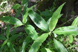 Image result for Commelina nigritana