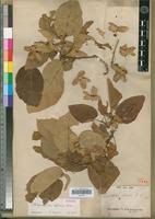 Image result for Carpodiptera africana