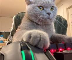 Gamer Cat Http Welovekitties Com 2019 10 02 Gamer Cat Gamer Cat Cats Kittens Cutest