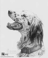 How To Draw With A Pencil A Dog Of Breed The English Setter 15 English Setter Dogs English Setter Dog Art