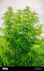Image result for Cannabaceae