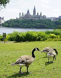 North america and europe and asia. Canada Goose Wikipedia
