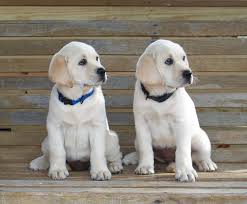 Maybe you would like to learn more about one of these? Home Page Lincoln Park Labs Breeding And Selling White English Lab Dogs And Puppies English Lab Puppies Lab Puppies Lab Dogs