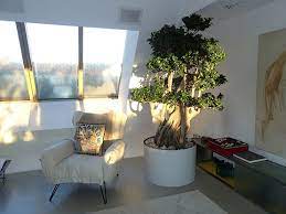 Hallo, wir suchen für meinen mann eine kleine wohnung in miesbach oder umgebung. Kleiner Baum Pflanze In Wohnraum Wohnung Online Kaufen