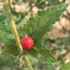 Image result for Cucumis maderaspatanus