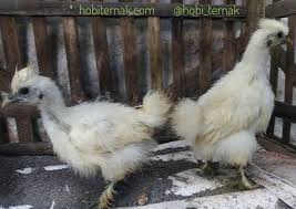 Ayam Kapas Usia 2 Bulan Pesanan Bapak Rae Persiapan Kirim Ke Depok Jawa Barat Kapas Ayamkapas Kapasputih Kapashitam Kapascoklat Aya Ayam Kapas Ayam Kapas