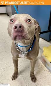 Lost dogs found in Spring Lake Utah