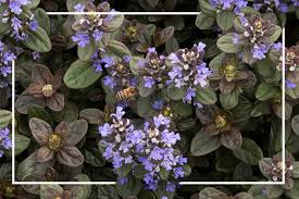 We did not find results for: Best Early Spring Flowering Plants To Attract Pollinators Finegardening