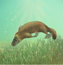 Platypus Life Cycle Young Platypus Swimming Freely By Karen Hull Platypus Animals Cute Baby Animals