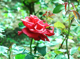Install the 99 names of allah wallpapers (198 images) available at graphic junction. Subhanallah Flowers Are Beautiful